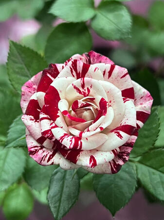 Rose Rose