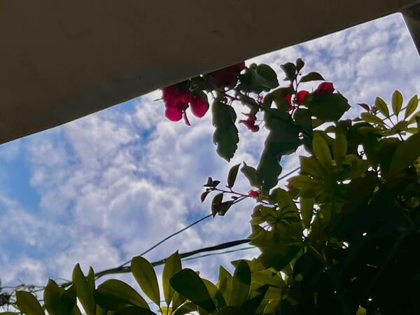 Bugambilia Bugambilia