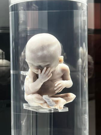 Fetus Museum CDMX